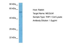 Mucolipin 1 Antibody, Novus Biologicals 100 &mu;L; Unconjugated:Antibodies,